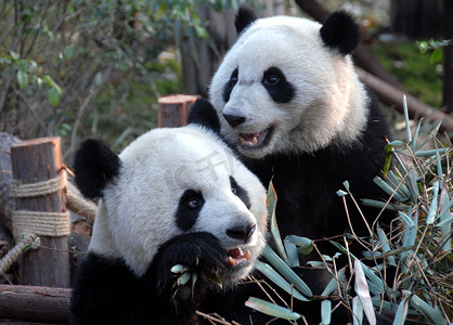 四川成都大熊猫保护区（成都大熊猫繁育研究基地）的两只大熊猫。熊猫正在吃竹子.一只熊猫向左看,一只向右看.成都地区熊猫保护区的竹子大熊猫