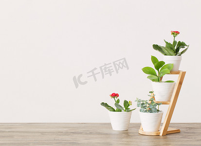 木桌子上白色墙壁上的室内植物 