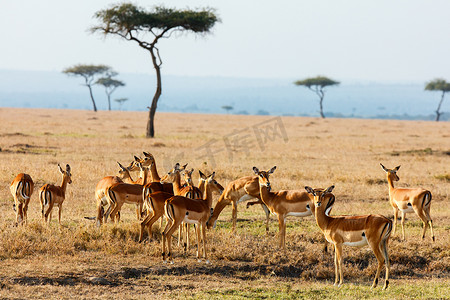 mpala 羚羊在肯尼亚