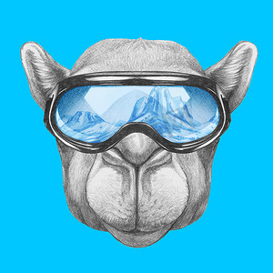 骆驼与滑雪护目镜的肖像