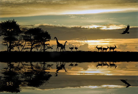 美丽的非洲主题轮廓与令人惊叹的夕阳的天空
