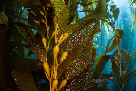 巨型猪饲料摄影照片_巨型海带的森林，巨藻（Macrocystis pyrifera），通常生长在加利福尼亚沿岸的冷水中。这种海藻的高度超过100英尺，为许多物种提供了栖息地.