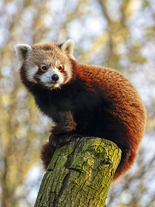 红熊猫在树上的自然, 关闭