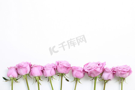 粉色紫色玫瑰,白色背景.花卉构图,平铺,顶视图,复制空间