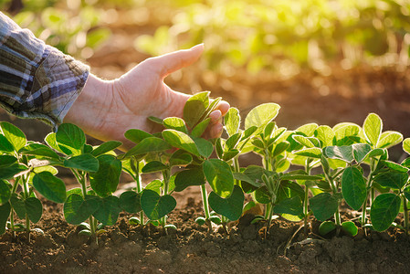 保护耕地摄影照片_女性农民手研究大豆植物叶片的特写