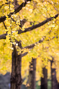 秋天，银杏树与黄叶排列在一起