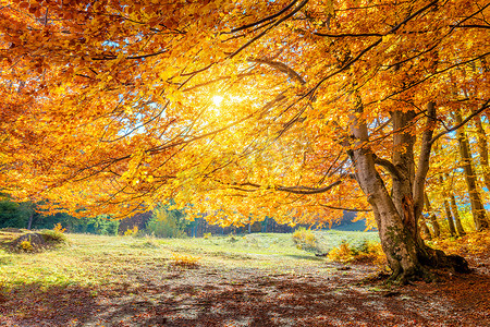 大树摄影照片_阳光明媚的秋天景观 - 大森林金树与阳光