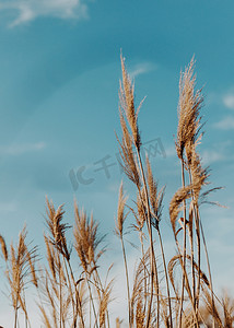 wind摄影照片_Pampas grass or Cortaderia selloana moving in the wind outdoor in light pastel colors on blue sky background