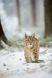 欧亚猞猁幼崽站在冬天彩林与雪