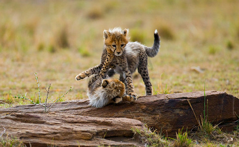 玩猎豹幼崽