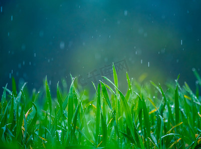 春天湿透了的草地。一片绿地的乡村风景.草上的水滴发出尖叫声.春天的青草遮掩.