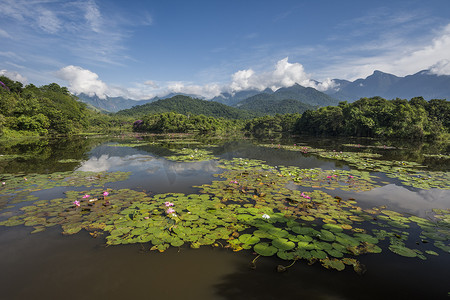 美丽的场景, 野生丛林湖的水百合和山脉在 Guapiacu 附近的大西洋雨林, 巴西里约热内卢郊区