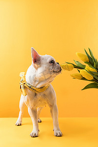 郁金香花摄影照片_滑稽的法国斗牛犬在黄色嗅到美丽的黄色郁金香花  