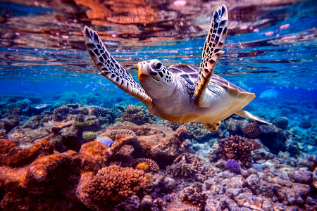 海龟在珊瑚礁的背景下在水中游泳。马尔代夫印度洋珊瑚礁.