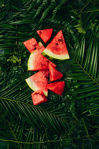 红西瓜片在深绿色棕榈叶上的顶部视图