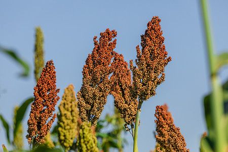印度洋摄影照片_高粱双色属植物是草科植物中的一种开花植物.原产于澳大利亚，有的延伸到非洲、亚洲及印度洋和太平洋的某些岛屿.
