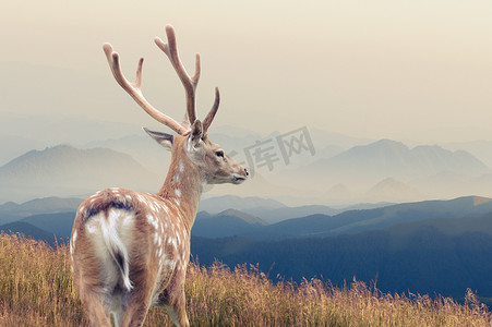 庐山摄影照片_白尾鹿鹿