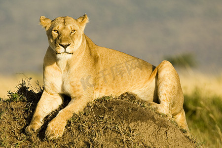 母狮在肯尼亚的马赛马拉