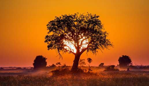 大树摄影照片_Colorful sunset in african savanna