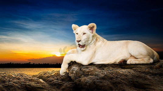 可爱的小狮子摄影照片_白色的小狮子
