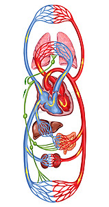 人类血液-血液系统的人类流通，乐观和心血管系统的解剖教诲董事会