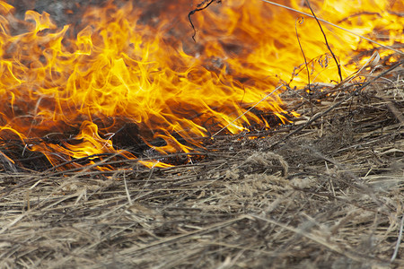 干草烧焦了.春天，田里失火了。在大片土地上焚烧枯木。火灾造成的危险局势.