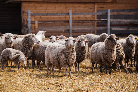 农场的一个露天摊子里放着一群羊.