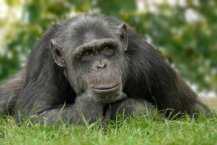 可爱猩猩与反思性姿势