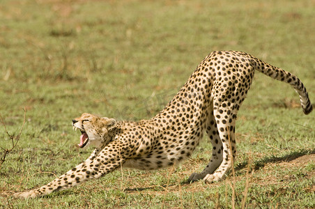 猎豹在肯尼亚的马赛马拉