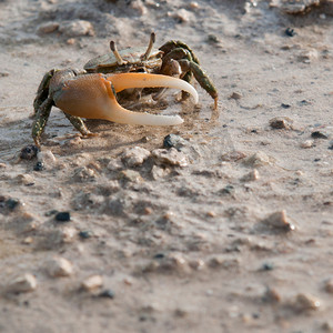螃蟹移动摄影照片_螃蟹的海滩上