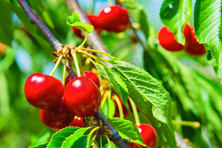 挂在树枝上的甜樱桃.树上的红色甜樱桃。夏日花园的枝条上挂着红熟的甜樱桃浆果，背景是绿叶和蓝天，特写.