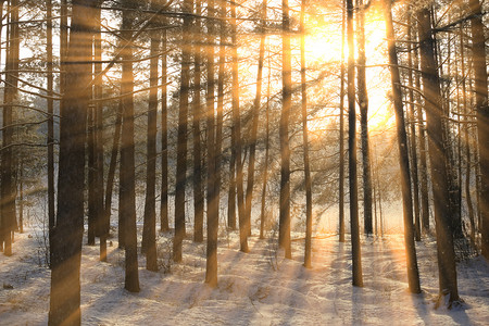 松树林树的结霜树枝上的太阳光线的冬季景观 