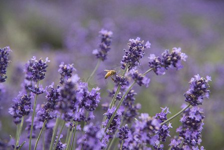 薰衣草花田摄影照片_美丽的蜜蜂和紫色的薰衣草花田的花园里.