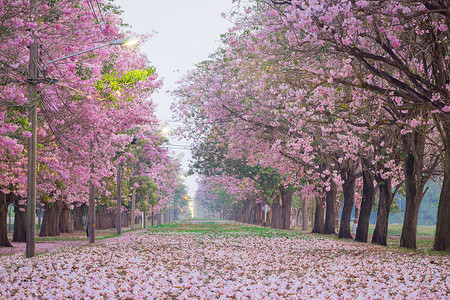 浪漫绽放的粉红小号花树的风景, 它看起来像春天公园里的樱桃树.
