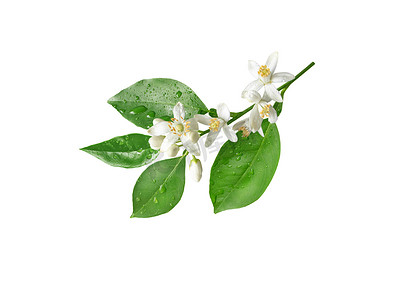 Orange tree branch with flowers and rain drops isolated on white. Neroli blossom. Citrus bloom.