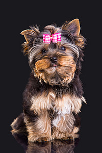 约克夏犬有粉红色蝴蝶结的可爱的小狗