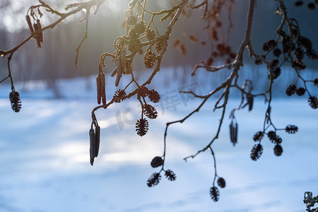 冬日黎明时分，在森林的树枝上挂着黑色的杏仁球果和金丝雀，光秃秃的树木，湖面上荒凉的滑雪场和徒步旅行路线，美丽的自然风光和积极的休息背景