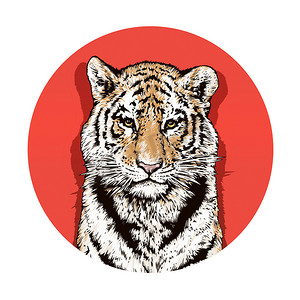 tiger摄影照片_Graphic color drawing of a Bengal tiger. Wildlife. Big cat. Beautiful animal
