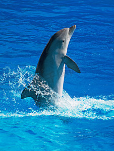 海豚在清澈碧蓝的海水中获得乐趣。文本的地方.