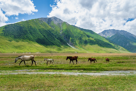 绿色牧场上的马和山地景观- -佐治亚州卡兹贝吉的特鲁索山谷和峡谷风景远足/远足路线。特鲁索山谷是一条靠近北奥塞梯的风景秀丽的远足路线.