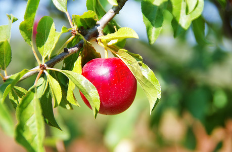 Red plum in the orchard