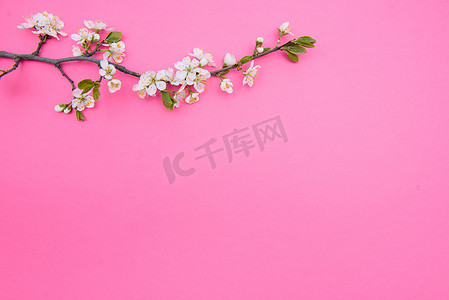 从上面摄影照片_红色背景的春白樱花树的照片。从上面看,平铺,复制空间.春夏背景.