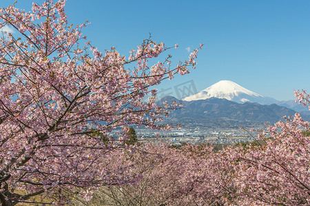 河津佐加良和山富士在春暖花开的季节 