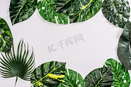 从白色表面上的热带植物叶子看框架的顶部