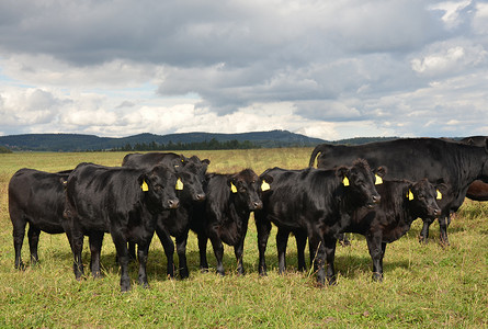 牛角摄影照片_一群的阿伯丁-安格斯黑牛