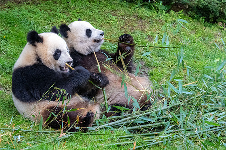 宝宝熊猫摄影照片_大熊猫、大熊猫、熊猫宝宝和它们的妈妈都在吃竹子