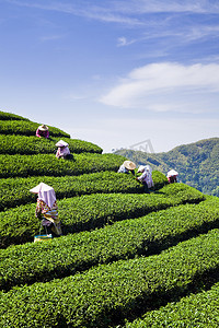 采摘摄影照片_在茶园采摘茶叶的妇女.