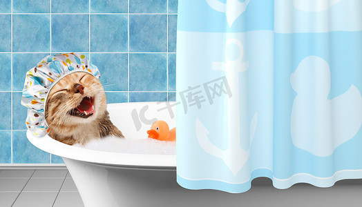 洗澡玩具摄影照片_逗猫正在洗澡玩具鸭.