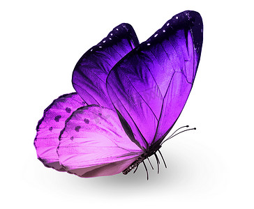 紫蝴蝶摄影照片_紫蝴蝶，孤立在白色