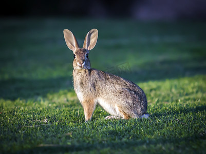 带墨镜的兔子摄影照片_野兔子